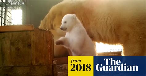 First Polar Bear Cub Born In Britain For 25 Years Video World News