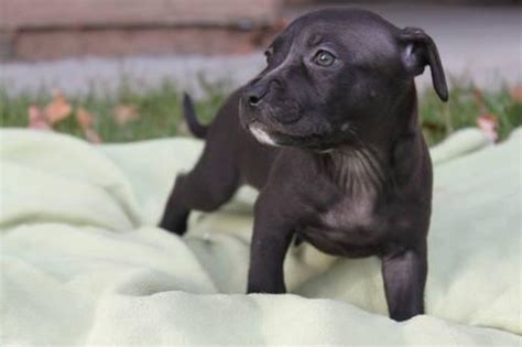 Pitbull puppies for sale sacramento california. UKC American PitBull Terrier Puppies for Sale in ...
