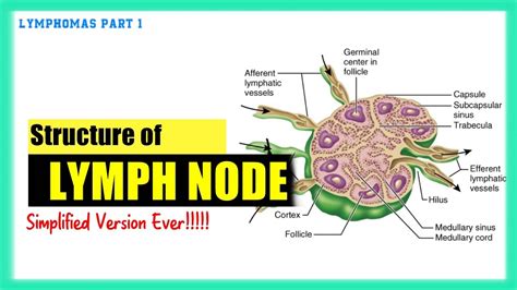 Lymph Node Structure Best Explanation Ever Lymphomas Made Easy 1