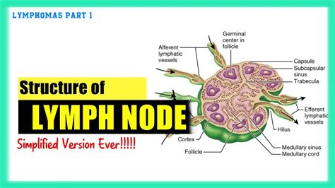 They are the primary sites where many immune reactions are initiated. Lymph Node Structure | Best Explanation Ever | Lymphomas ...