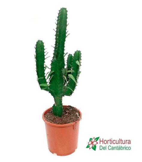 Euphorbia Acruensis M17