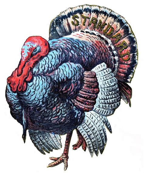 Most relevant best selling latest uploads. Thanksgiving Clip Art - Big Beautiful Turkey - The ...