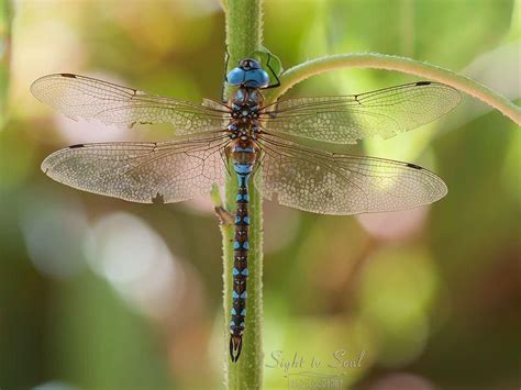 Blue Eyed Darner Dragonfly Dragonfly Photography Nature Photography