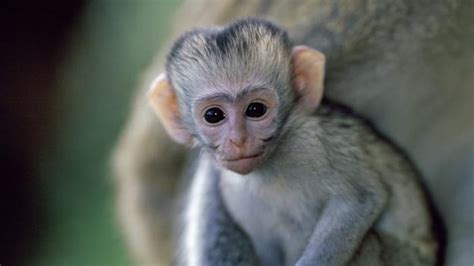 Bbc Earth Cute Baby Monkeys At Play