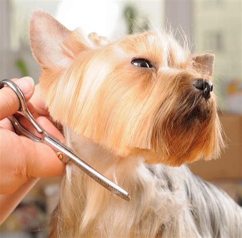 Yorkie Grooming How To Care For Your Yorkshire Terriers Coat