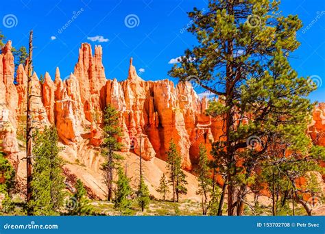 Pine Trees Growing At Bryce Canyon Baseline Stock Photo Image Of