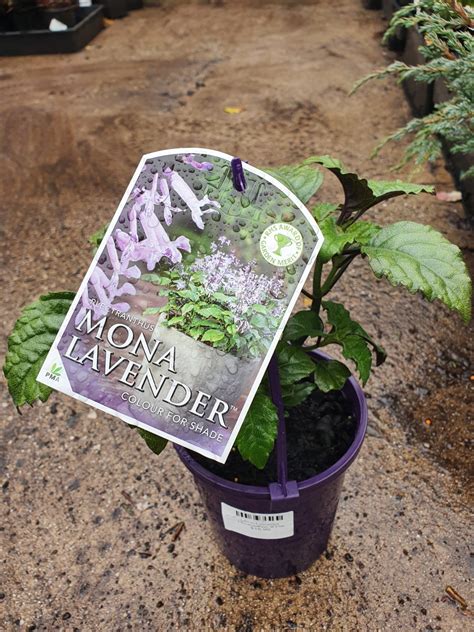 Plectranthus 'Mona Lavender' 6