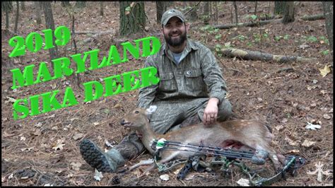 Sika Deer Hunting Marylands Eastern Shore Youtube