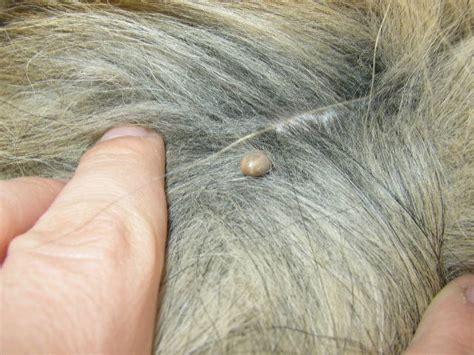Ticks can be harmful to both animals as well as humans. How to Deal With Tick Bites on Dogs - EnkiVillage