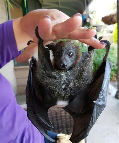 Flying Fox Baby Bat Cute Bat Baby Bats Animals Beautiful