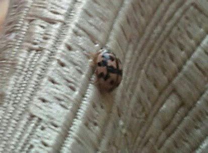 fourteen spotted lady beetle  romania whats  bug
