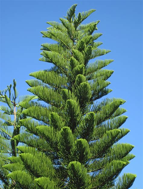 Araucaria Heterophylla Australian Pine House Pine Living Christmas