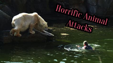 20 Horrific Animal Attacks Youtube