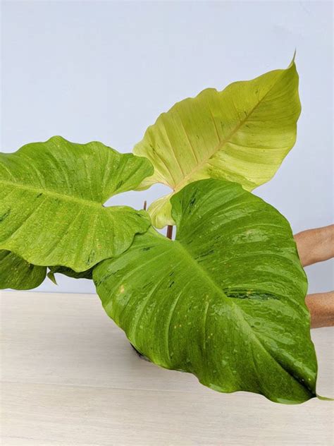 Philodendron Jungle Fever Plant 0j4 1a Plants Philodendron
