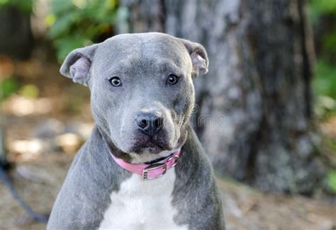 Perro Azul De Pitbull Terrier Del Americano Foto De Archivo Imagen De