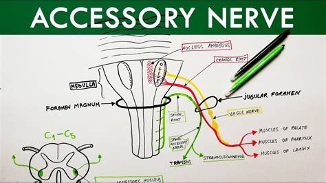 Accessory Nerve Cranial Nerve Xi Anatomy Tutorial Youtube