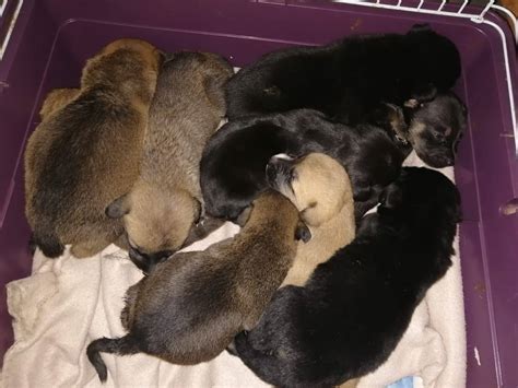 Our WTeam pups... - Bella's Guardian Angels - animal rescue