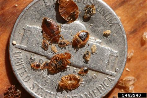 Bed Bug Cimex Lectularius Hemiptera Cimicidae 5443240
