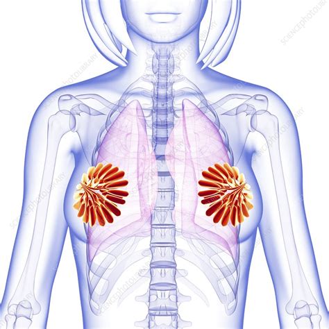 Breast Anatomy Artwork Stock Image F006 0098 Science Photo Library