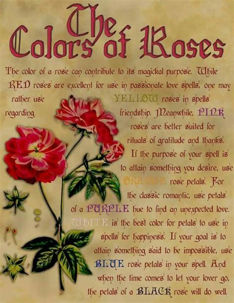 The Color Of Roses Rose Color Meanings Rose Meaning Color Meanings