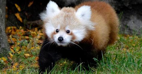 Meet Tofu The Baby Red Panda, Who Is The Cutest Little Nugget On Earth