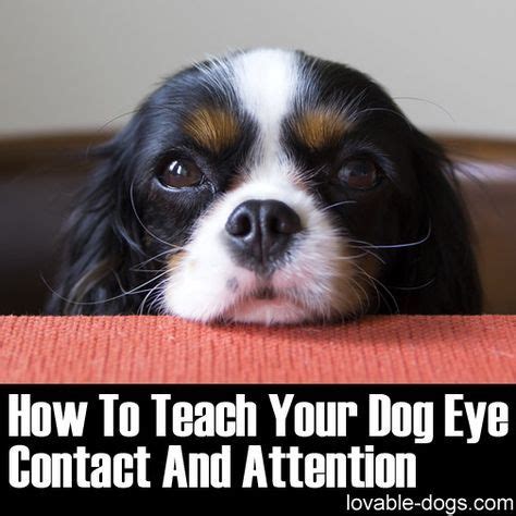 teach  dog eye contact  attention httplovable dogscom