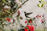 Flowers Hummingbirds Love Pictures