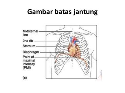 Slide Jantung