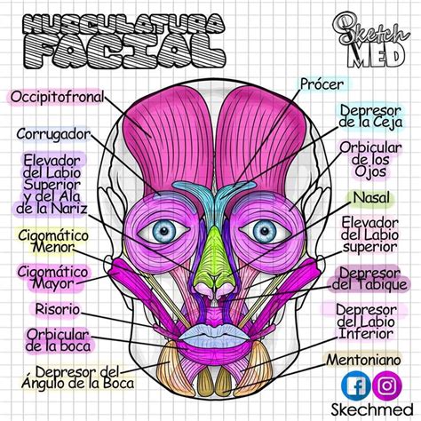 Musculatura Facial Paola Ríos Dr Vagostektchmed Facebook E Instagram
