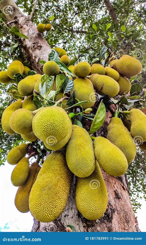 The Jackfruit Also Known As Jack Tree Is A Species Of Tree In The Fig