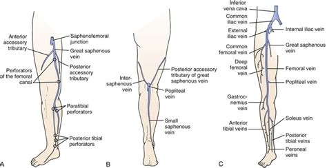 Lower Leg Venous Anatomy