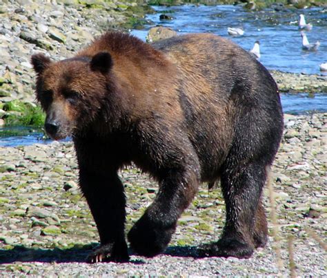 Northwest Explorer Bear Safety