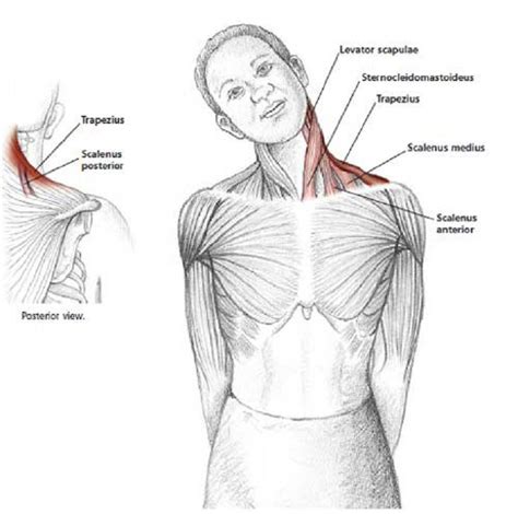 Neck Shoulder Muscles