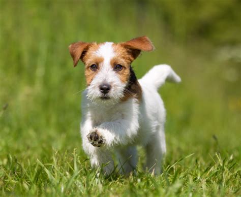 Jack Russell Terrier National Kennel Club