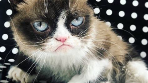 Internet Legend Grumpy Cat Aka Tardar Sauce Dead At 7