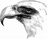 Eagle Coloring Drawings Pages Bald Drawing Sketch Pencil Nature Eagles Animals Simple Print Sketches Facts Wood sketch template