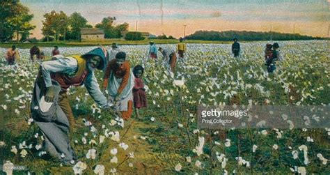 Cotton Picking Augusta Georgia C1900 Cultivation Of Cotton Using
