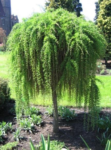 26 Best Ideas Small Tree For Front Yard Australia In 2020 With Images