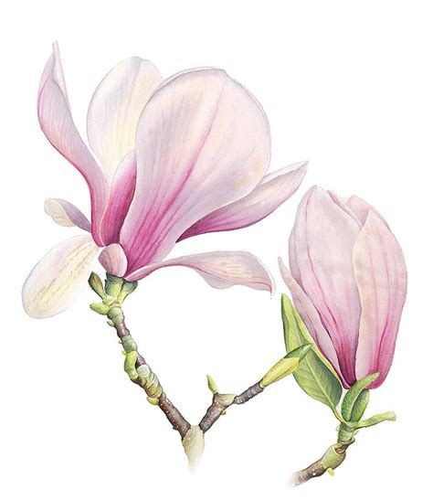 Magnolia Soulangeana Botanical Illustration Watercolor Botanical