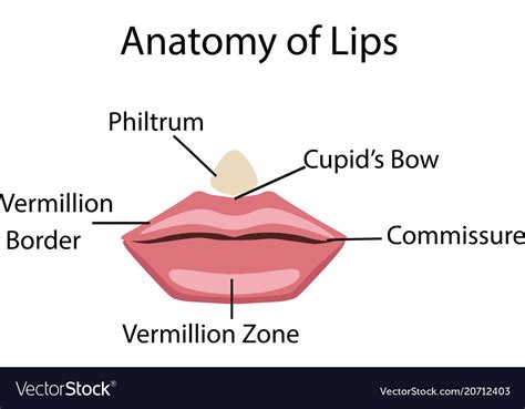 Anatomy Of Lips And Cheeks Lipstutorial Org The Best Porn Website