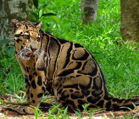 Stunning Clouded Leopard 🐆 Follow Dex For More Photo By