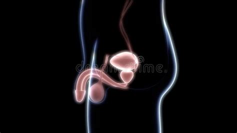 Male Reproductive System Stock Illustrations 1169 Male Reproductive