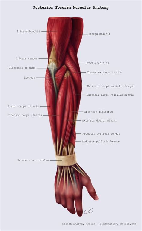 Posterior Forearm Muscle Anatomy By Cilein On Deviantart Forearm