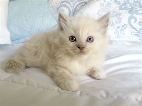 Available Ragdoll Kittens For Sale Mink And Sepia Ragdolls Ragdoll