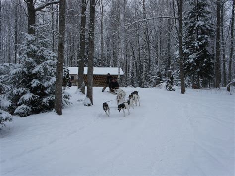 Active Tours Latvia Husky Dog Sledding Tour Tourpointlv