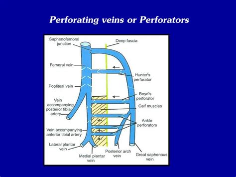 Ppt Venous Drainage And Lymphatics Of Lower Limb Powerpoint