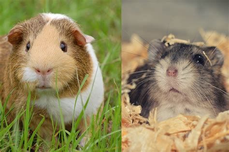 Hamster And Guinea Pig Breed