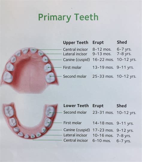 Eruption Sequence Of Primary And Permanent Teeth