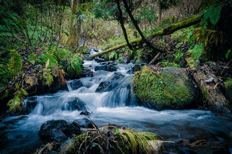 Flowing Water Of River In Between Of Trees Photo Free Water Image On