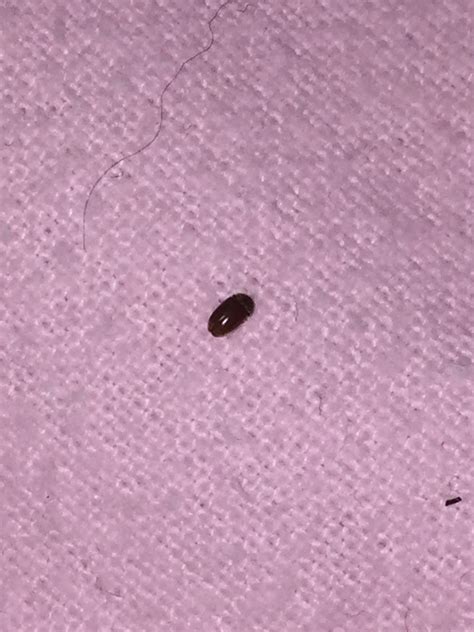 Tiny Black Bugs In Bed